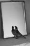 L'oiseau et son double - (c) Marie-Laure de Decker / Le Voleur d'Images, 2006