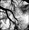 Bruce DAVIDSON, Jardin des Tuileries, 2006, Paris, France - (c) Agence Magnum/Maison Européenne de la Photographie, Paris, 2007 ££