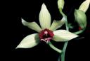 Phaius pulchellus - (c) Lecoufle