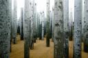 Installation d'Abbas KIAROSTAMI, Forest without leaves, 2005. Courtesy of the Victoria and Albert Museum and Colin Morris Associated, London