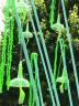 Christophe Dalecki, Plantastiques, 2008. Matières plastiques. H: 250 cm