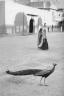 Marc Riboud, Paon de Jaipur, Inde, 1956 (c) Marc Riboud