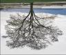 Rodney Graham. Jericho Beach Tree, Winter 2007. Photographie couleur. Collection particulière (c) Rodney Graham