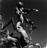 Lucien Clergue. Bestiaire de la plage. Camargue, 1955 (c) Lucien Clergue, 2009