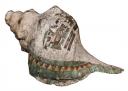 Conque stuquée. 150 - 650 ap. J.-C. Pleuroploce gigantea, stuc et pigments (c) Consejo Nacional para la Cultura y las Artes, Instituto Nacional de Antropologia e Historia, Mexico / Photo Martirene Alcantara