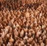 Antony Gormley. Amazonian Field, 1992. Terracotta. Courtesy of the artist and White Cube, London