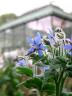 Bourrache officinale, Jardin des Plantes (c) Marie José Portas / MNHN