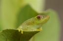 Hyperolius sp. Petite rainette verte, espèce encore indéterminée (c) Xavier Desmier / MNHN / PNI