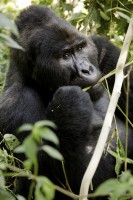 Gorille de l'Est, mâle adulte (c) Jean-Michel Krief