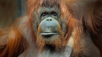 Orang-outan de Bornéo, femelle adulte (c) MNHN, François-Gilles Grandin