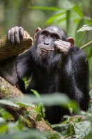 Chimpanzé utilisant une baguette pour récupérer du miel. Ouganda (c) Jean-Michel Krief
