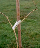 Jeff Wall, A sapling supported by a post, 2000 Transparent dans caisson lumineux