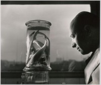 Le professeur Paul Budker contemplant des bébés requins. 1943 (c) Atelier Robert Doisneau