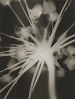 François Kollar. Fleur d‘ail, années 1930. Tirage gélatino-argentique d‘époque. Donation François Kollar, Médiathèque de l‘architecture et du patrimoine, Charenton-le-Pont