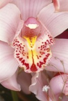 Fleurs (Flowers), 1985 / 2008. Collection privée, New York © Nobuyoshi Araki/Courtesy Taka Ishii Gallery