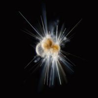 Christian Sardet, Foraminifère Globigerinoides, Baie de Villefranche-sur-Mer, France, 2016 0,5 mm © Christian Sardet and The Macronauts / Plankton Chronicles 