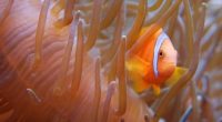 Poisson Clown @ Aquarium Tropical 