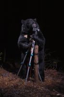 Manabu Miyazaki A black bear plays with the camera, 2006 Photographie couleur Collection de l’artiste © Manabu Miyazaki 