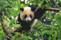 Grand panda © hung Chung Chih / shutterstock.com