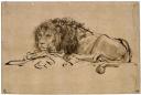 Lion au repos, Rembrandt d'après nature - (c) Photo RMN/ (c) Jean-Gilles Berizzi - Paris, musée du Louvre