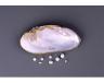 Mulette perlière européenne (c) Denis Finnin / AMNH