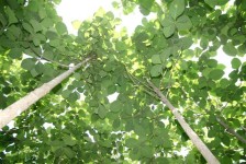 Un Parisien, un arbre