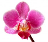 Orchidées: drogue ou passion?