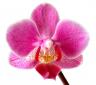Orchidée (c) Wikipédia
