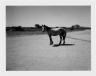 Mon cheval, Namibie, 2005. Polaroïd. Fondation Cartier pour l'art contemporain, Paris, 28 mars - 22 juin 2008 (c) Patti Smith / Fondation Cartier pour l'art contemporain, 2008