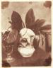 William Collie (1810-1896), Nature morte aux camélias, 1848. Epreuve sur papier salé d'après un négatif papier. 12,1 x 9,5 cm. National Media Museum, Bradford, UK (c) The RPS Collection art the National Media Museum, Bradford
