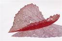 Maria Jauhiainen, Coupe Lehti, 2003. Feuille de laiton pelliculé rouge. L. 32 cm, l. 31 cm, H. 8 cm. Collection de l'artiste
