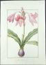 Pierre-Joseph Redouté, Amaryllis reticulata. Aquarelle sur vélin. Collection des vélins du Museum (c) Bibliothèque centrale / MNHN, Paris
