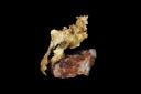Or natif, jaune, de forme lamellaire sur une gangue de quartz compact (c) Louis-Dominique Bayle / MNHN