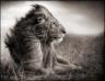 Nick Brandt. Lion before storm II, Sitting profile, Maasai Mara, 2006 (c) Nick Brandt, Courtesy Galerie Bernheimer, Berlin