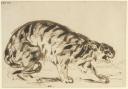 Eugène Delacroix. Tigre aux aguets, 1839. Plume et encre (c) Collection Karen B. Cohen, New York