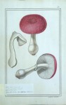 Dessiner les champignons au XVIIe siècle