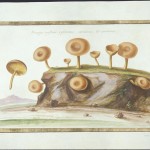 Dessiner les champignons au XVIIe siècle