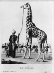 La première girafe en France