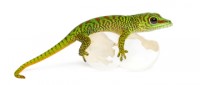 Gecko de Madagascar © Eric Isselée 