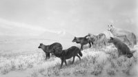 Hiroshi Sugimoto, Alaskan Wolves, 1994 Tirage gélatino-argentique, 120 × 210 cm Collection de l’artiste. © Hiroshi Sugimoto